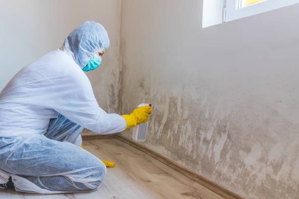 Licensed Black Mold Remediation service in Detroit, MI - 24 Hour Mold Removal