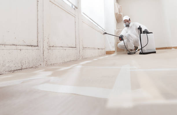 24/7 Emergency Black Mold Remediation experts in Detroit, MI