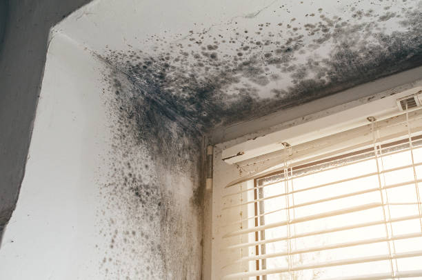 Affordable Black Mold Remediation solutions in Detroit, MI