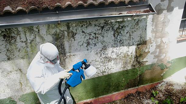 Top rated local Black Mold Remediation specialists in Detroit, MI